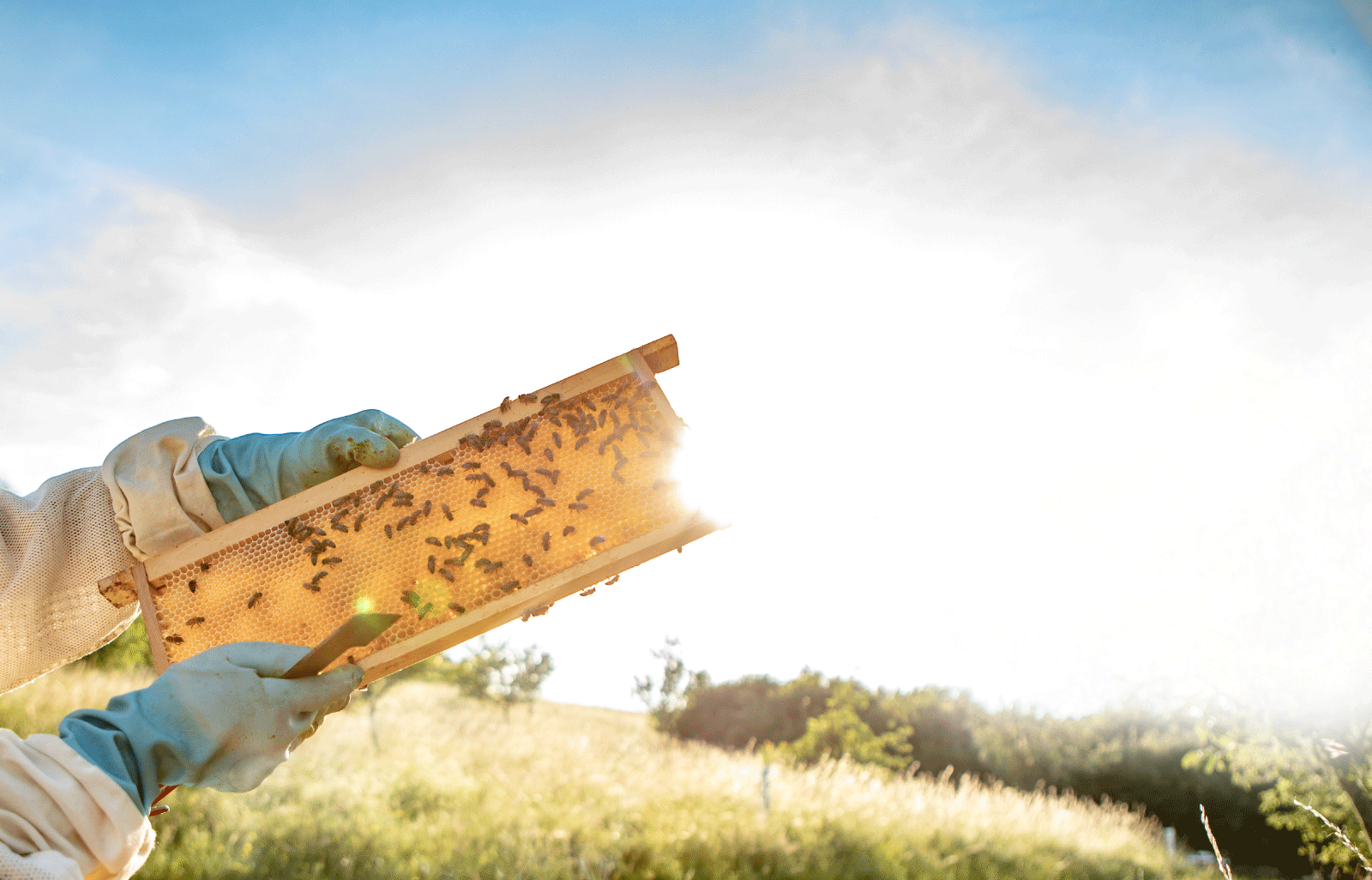 Hero-Banner mit hellgelbem Klecks mit klecksförmigem Bild davor. Im Klecks ist ein Imker zu sehen, der eine Wabe mit Bienen in die Sonne hält