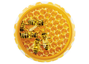 82er TO Deckel ApiSina® Bienen auf Wabe real