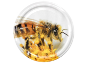 82er TO Deckel ApiSina® Biene mit Pollen