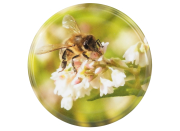 82er TO Deckel ApiSina® Biene auf Glockenblume