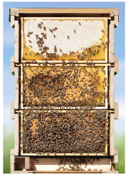 SIPA® Poster Motiv Bienen-Beute