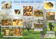 Poster "Ohne Bienen kein Obst"