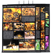 Poster Set mit 4 Stück