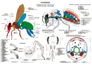 Lehrtafel - Anatomie der Honigbiene