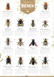 Poster - Unsere Bienen