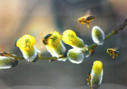 3D Zauberbild "Bienen und Weiden"