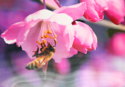 3D Zauberbild "Biene an pinker Blüte"