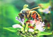 3D Zauberbild "Biene auf weißer Blüte"