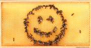 SIPA® Postkarte "Bienen-Smiley"