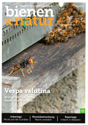 Bienen & Natur Sonderheft: Vespa velutina