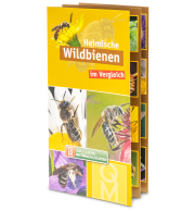 Flyer "Heimische Wildbienen"